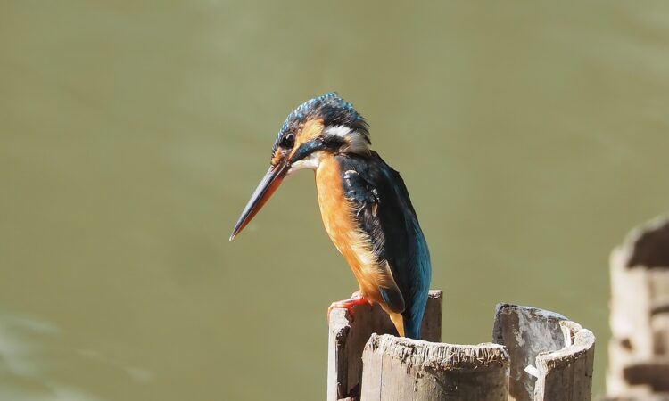 Birding in Volcanoes National Park