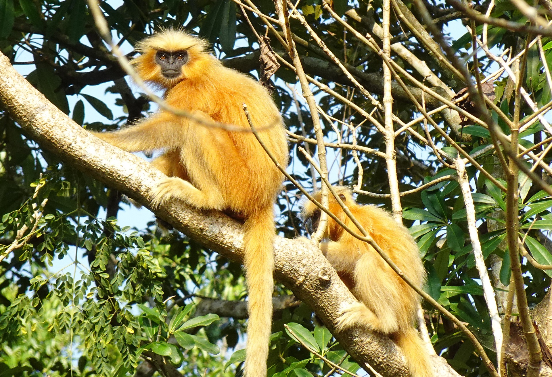 Golden Monkeys in Volcanoes National Park