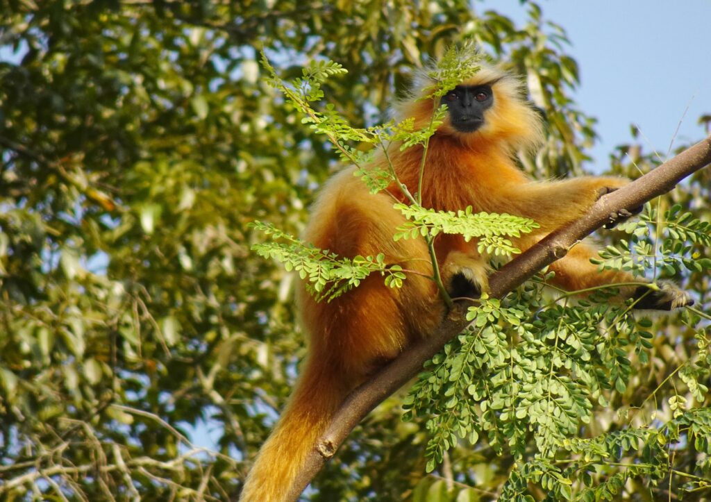 How Do the Golden Monkeys Live