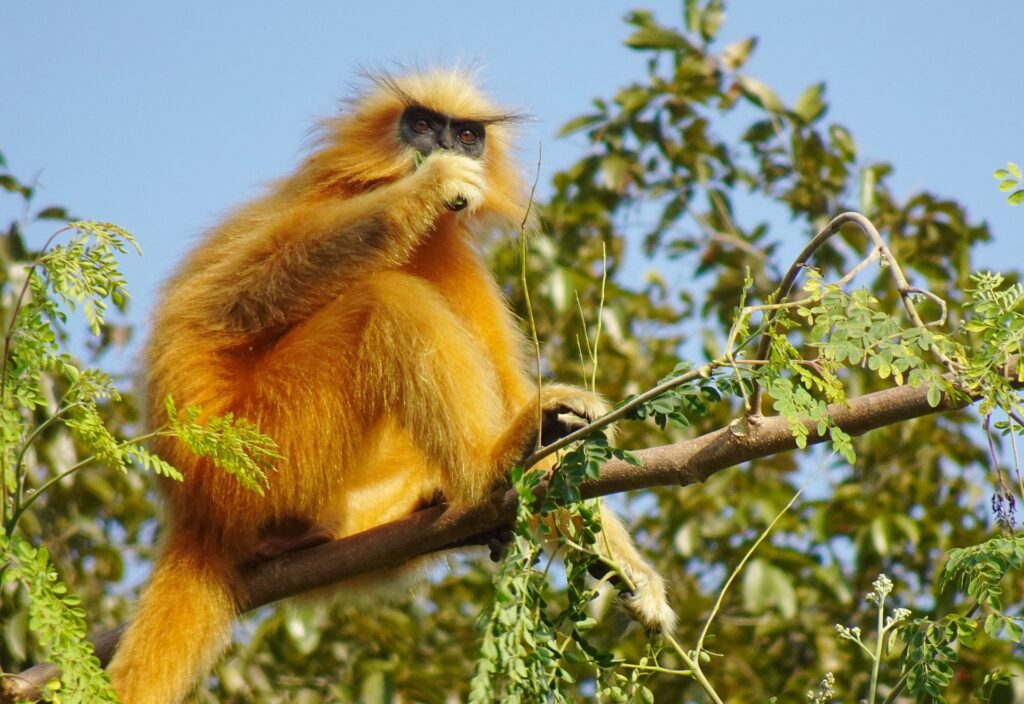 Golden Monkeys In Volcanoes National Park