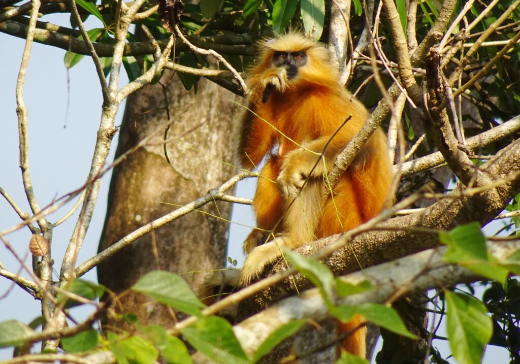 What Do the Golden Monkeys Feed On