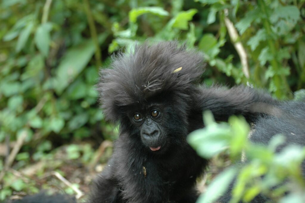Experience Gorilla Trekking in Rwanda on New Year's Day