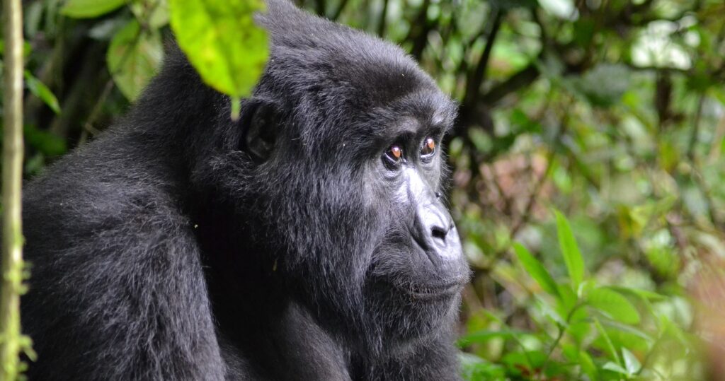 Mountain Gorilla Behavior and Adaptations - Key Insights