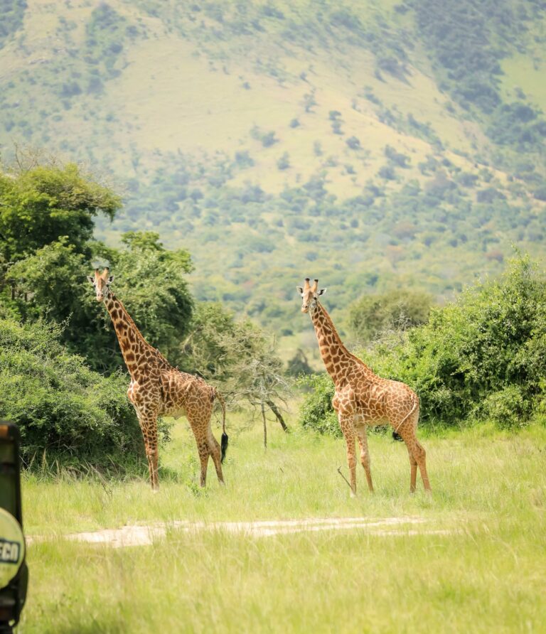Visit Akagera National Park | Rwanda Safari Tours
