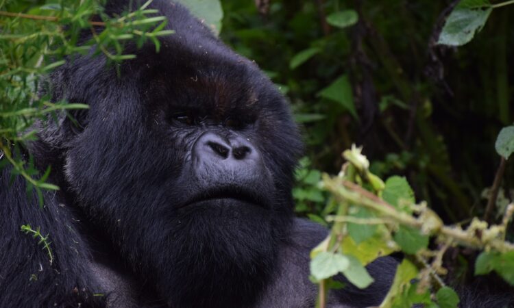 How Strong Are Gorillas? Understanding Their Incredible Power