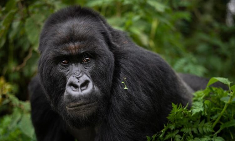 How Strong Is a Gorilla? Understanding Their Power