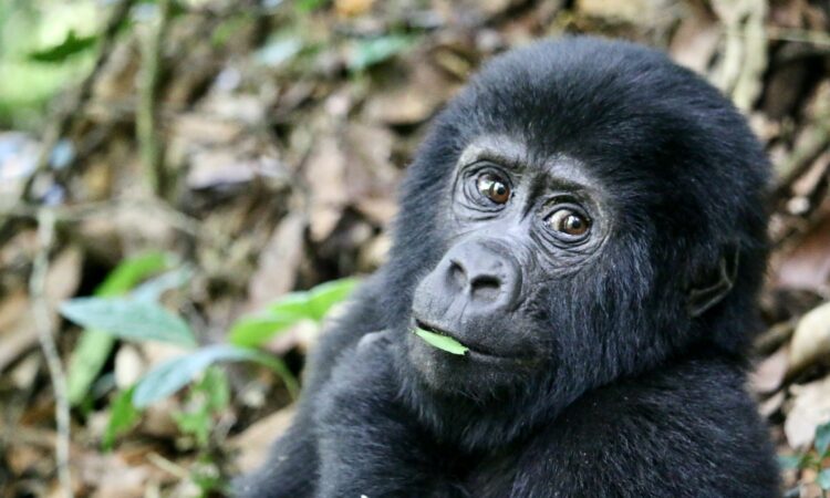 Why Mountain Gorillas Are Important - Conservation and Impact