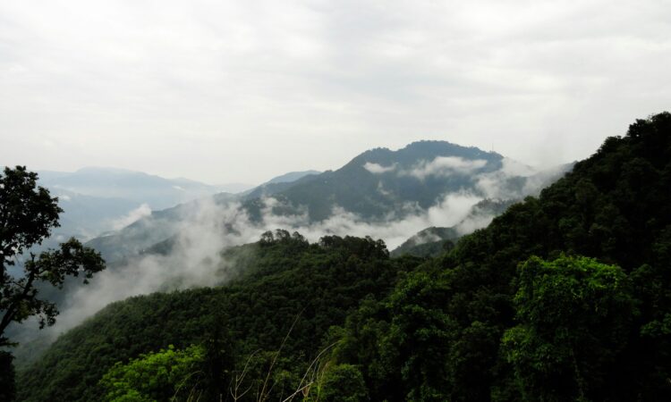 Guide to Gorilla Trekking in Rainy Conditions